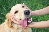 Female hands holding the head of a very cute Golden Retriever dog.