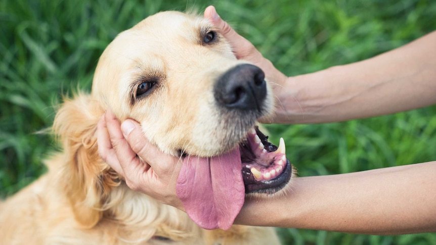 Female hands holding the head of a very cute Golden Retriever dog.