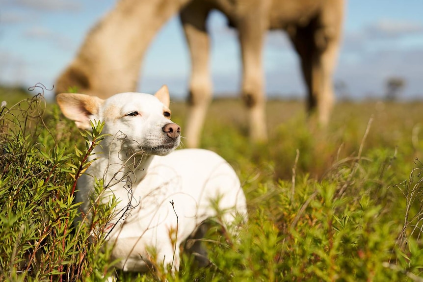 A small white dog stands in a grassy field with a camel behind it.