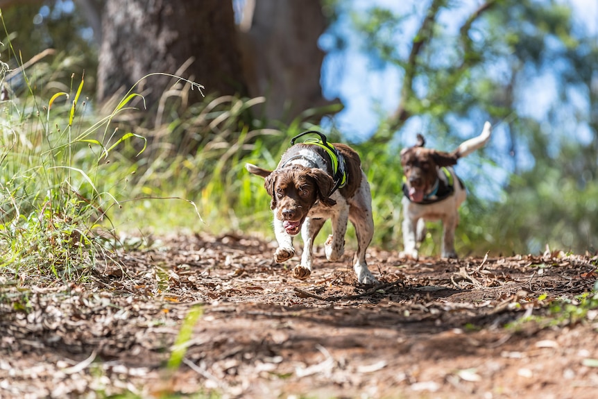 Two dogs running in parklands