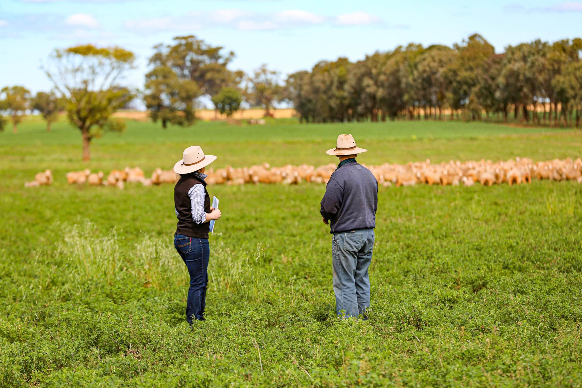 dozens-of-livestock-starve-to-death-as-rainfall-turns-feed-to