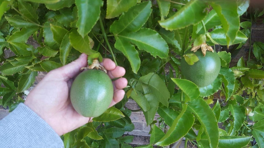 Passionfruit grown in Canberra on brick wall to prevent frost.