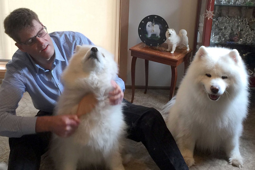 David Ewing brushing his two samoyeds