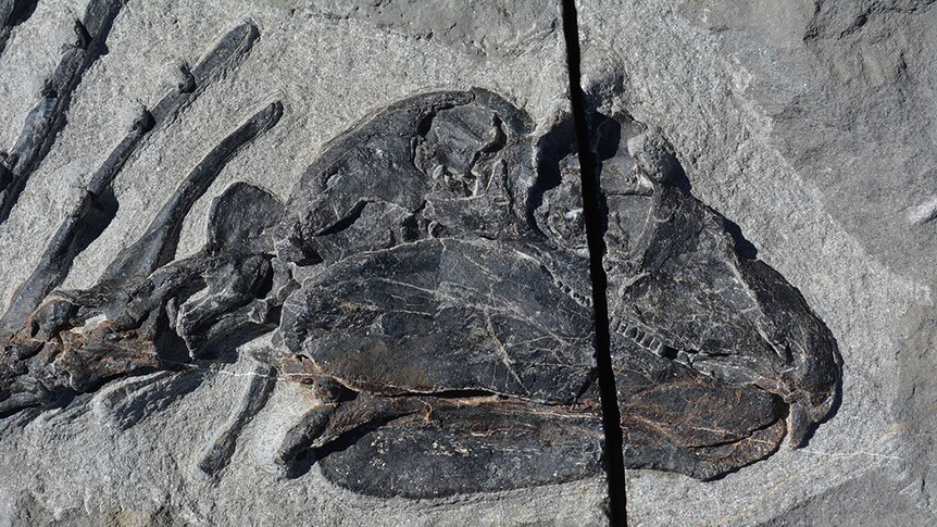 Close view of the fossilised skull of the gordodon, next to a ruler suggesting it's about 10cm long