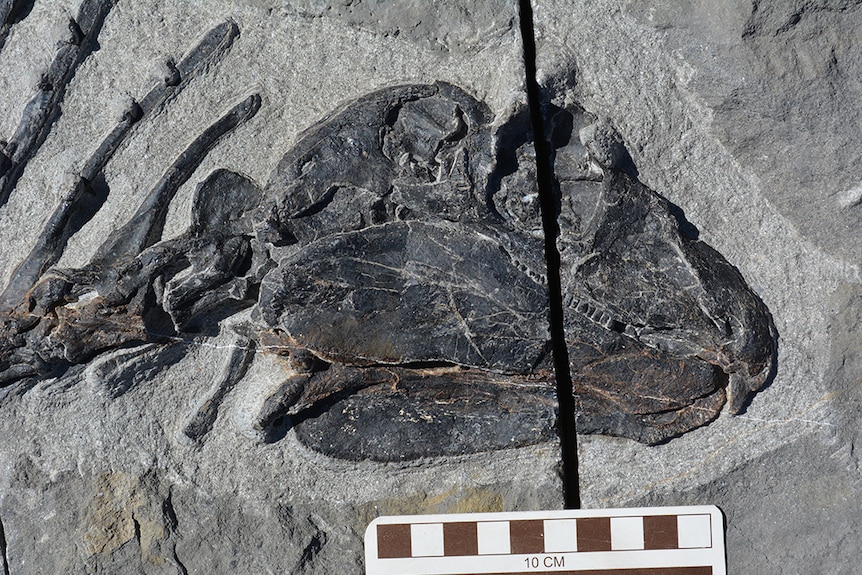 Close view of the fossilised skull of the gordodon, next to a ruler suggesting it's about 10cm long