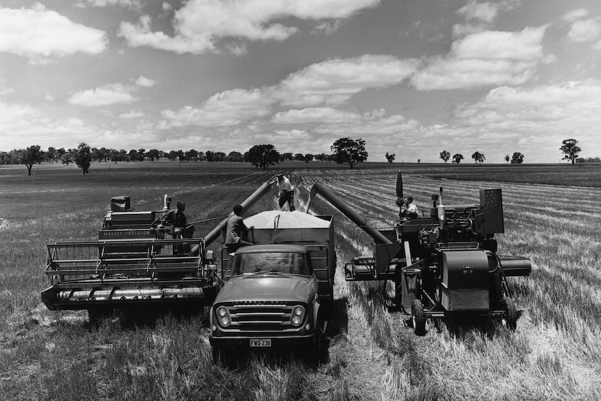 Country Hour publicity photo wheat harvest 1968