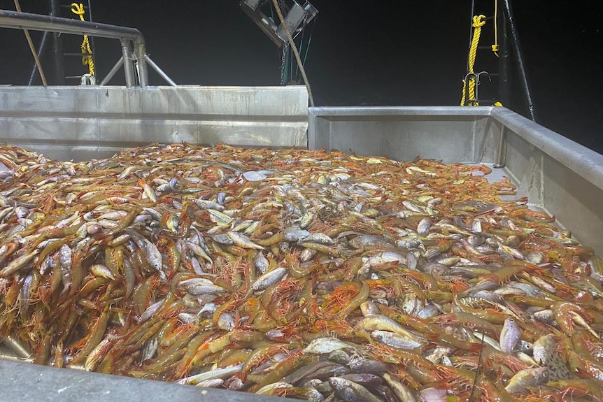 prawns and fish on a boat.