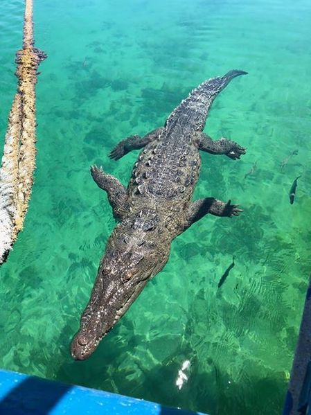 American crocodile floating near a boat in Cuba