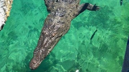 American crocodile floating near a boat in Cuba