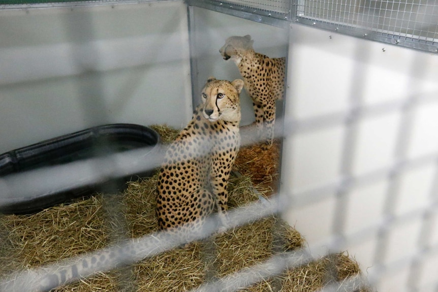 Two cheetahs photographed through an enclosure, one of the animals is sitting down and looking over his shoulder.