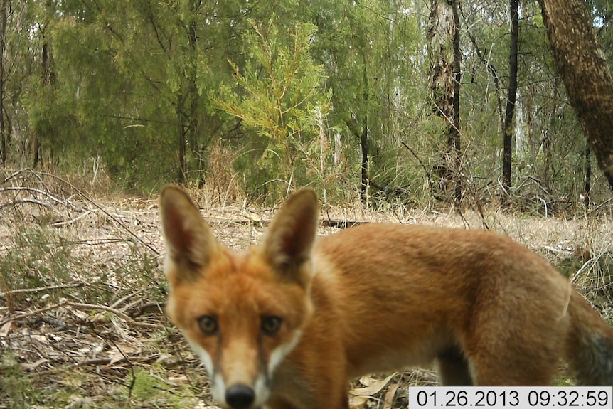 Fox caught on camera in Bankstown