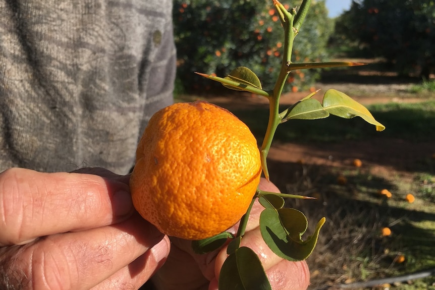 A yuzu picked from Mike Arnold's Riverland property.