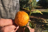 A yuzu picked from Mike Arnold's Riverland property.