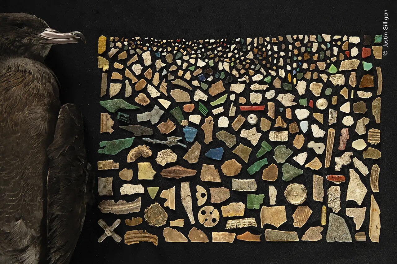 A mosaic from the 403 pieces of plastic found inside the digestive tract of a dead flesh-footed shearwater