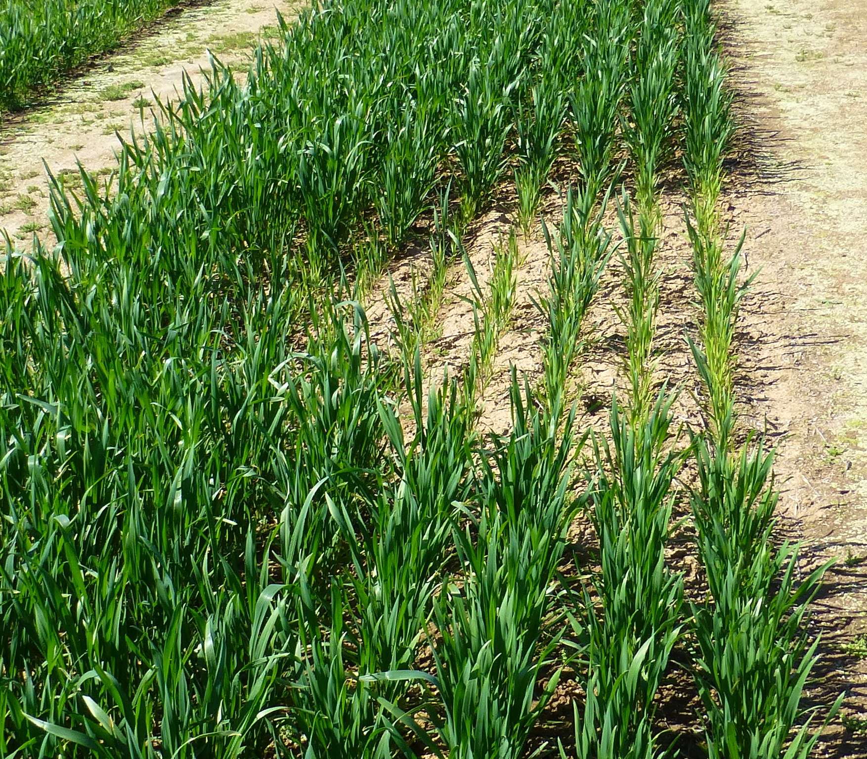 Wild grass could supply genes to combat wheat root disease - ABC listen