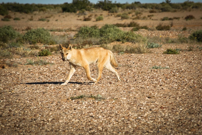 A dingo walks in the outback.