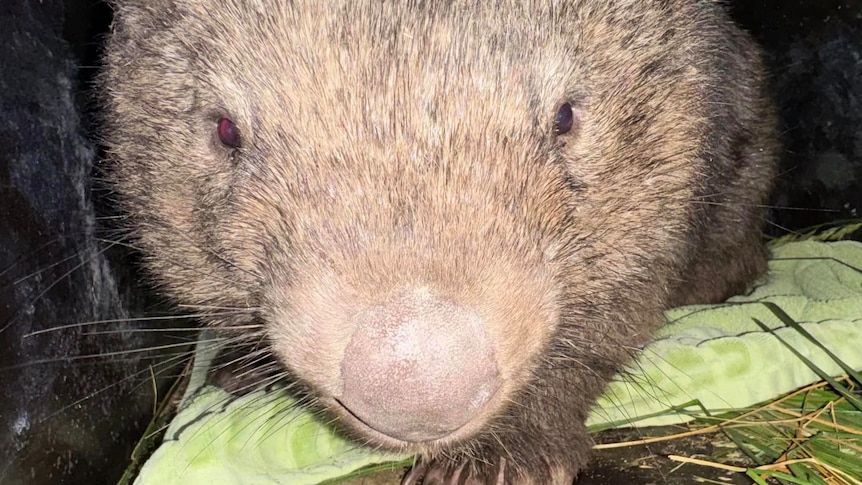 Ian Thorpe, Wombat