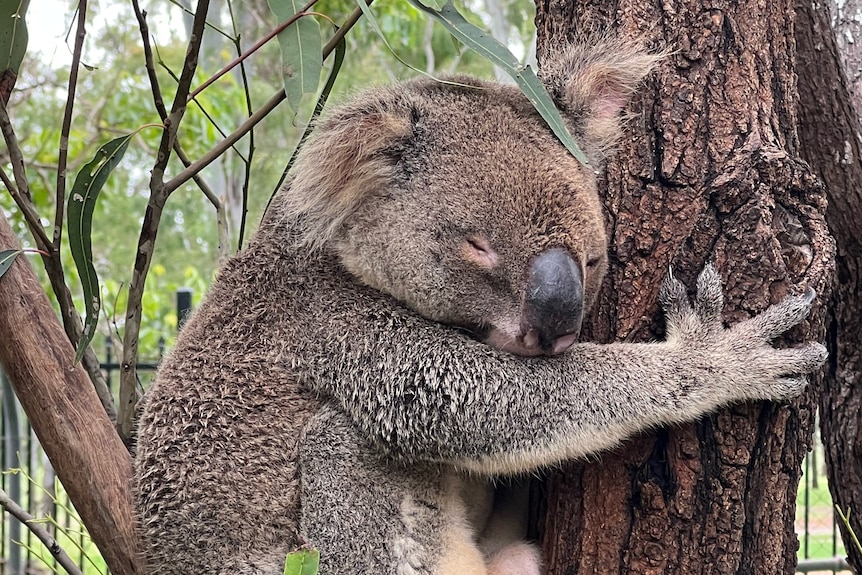 A koala hugging a tree while sleeping.