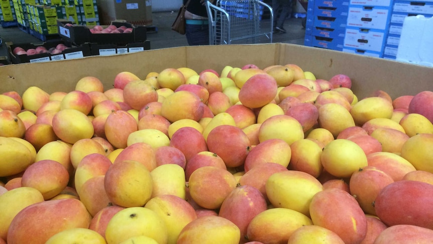 Mangoes at the Sydney Markets