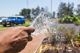 Water sprays from a hose onto a garden.