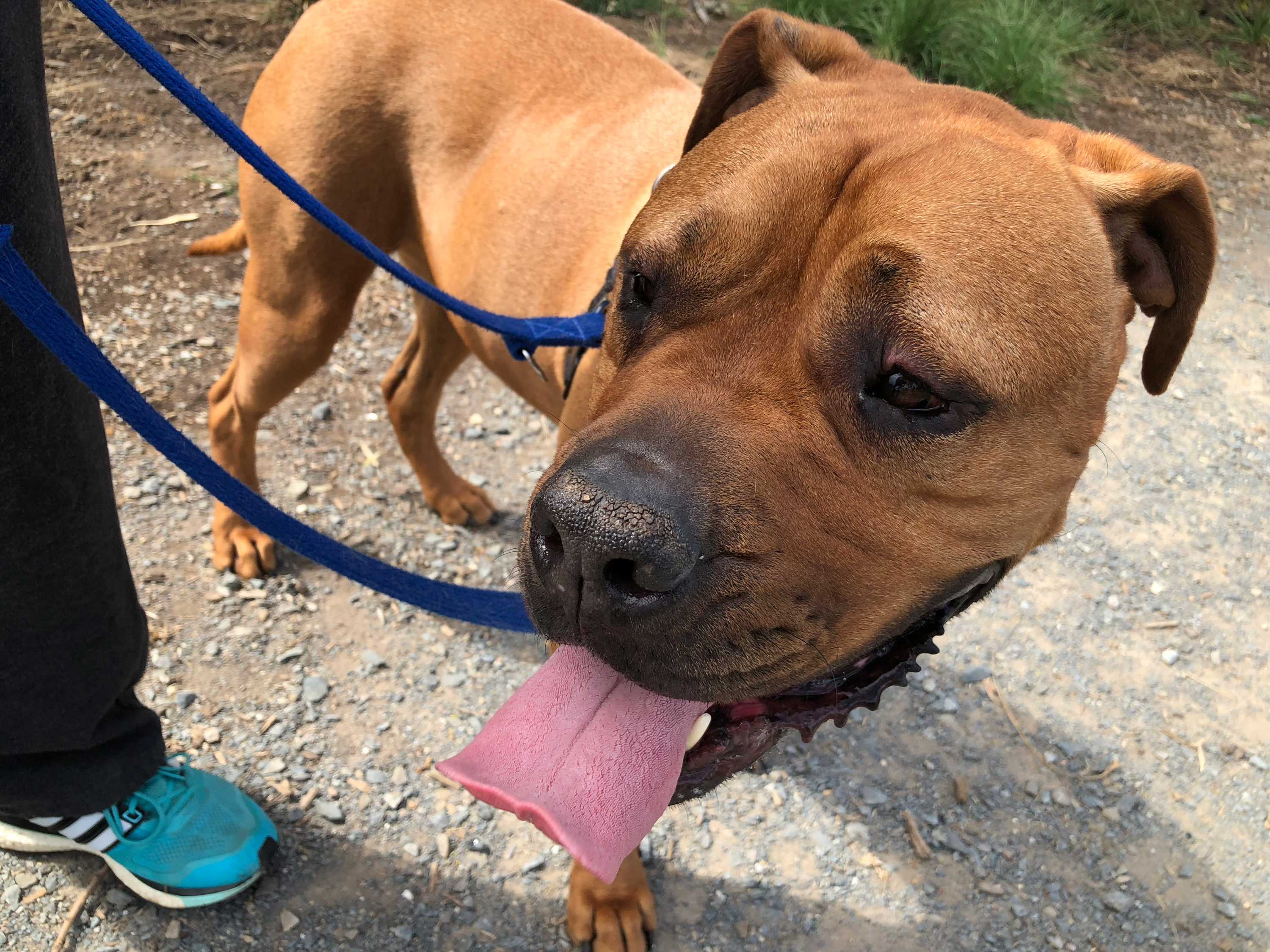 Dog attack laws unleashed in SA require owners to exchange details with