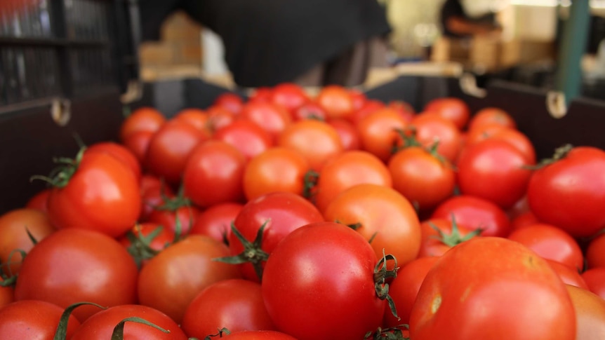 A bunch of fresh tomatoes