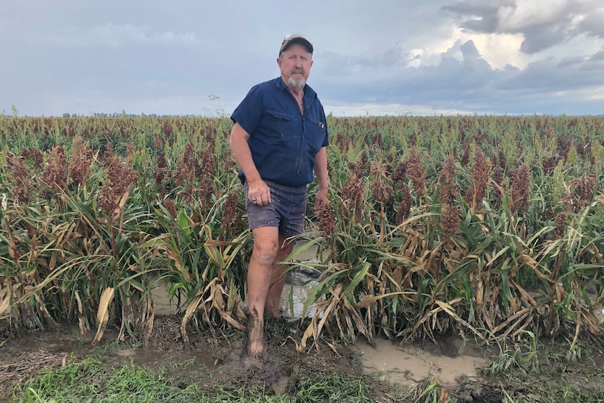 Farmer Douglas Wunsch stands in his muddy sorghum crop after storms.
