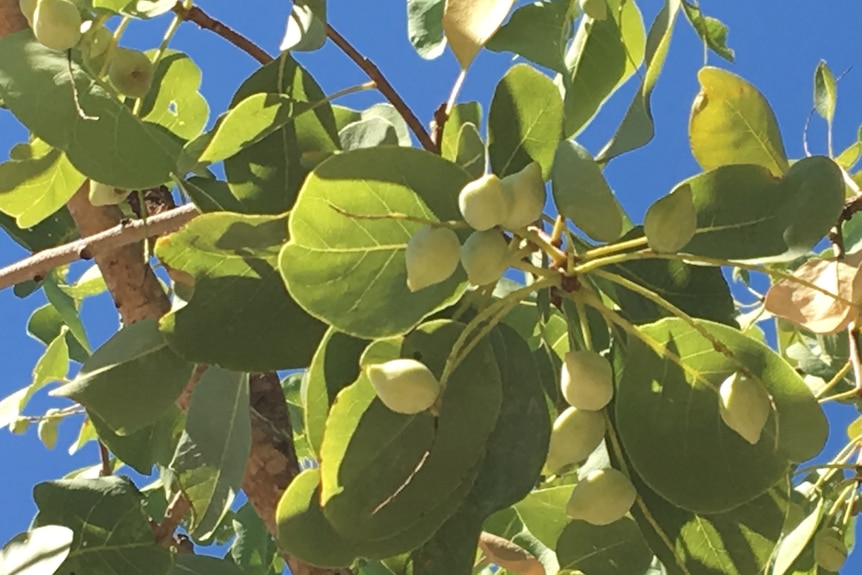 Close up shot of fruit on a mature gubinge tree. The fruit are about the size of a 10c piece.