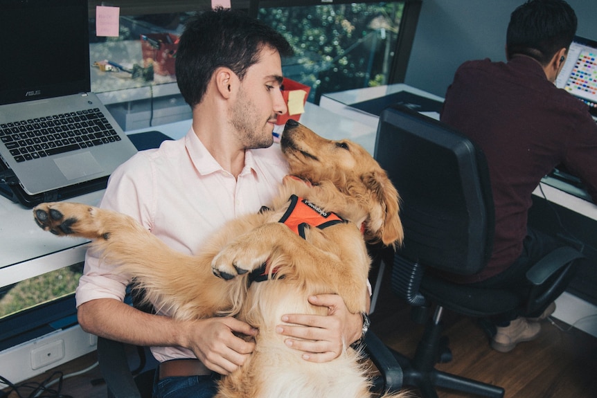 Un hombre con una camisa de cuello rosa abraza a un gran perro perdiguero en una silla de oficina