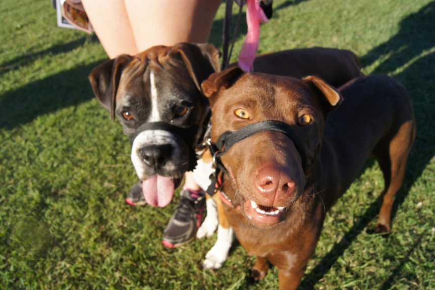 Dogs and their owners are being asked to keep an eye out for crime in Brisbane.