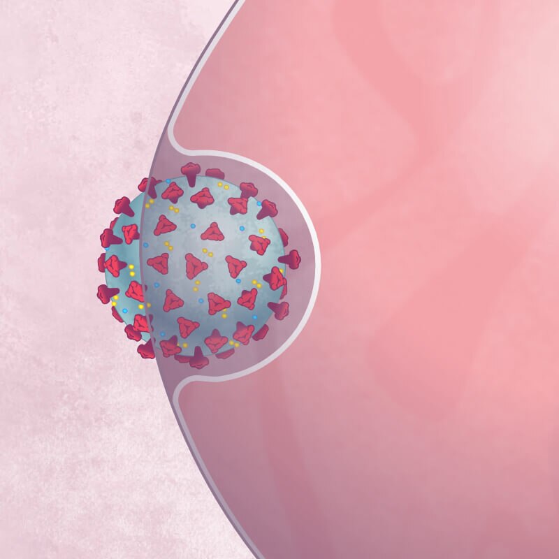 A coronavirus particle is engulfed by the membrane around a healthy cell, enclosing it in a bubble.