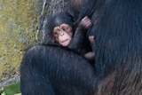 The unnamed baby chimp 'S' clings to mum Shiba