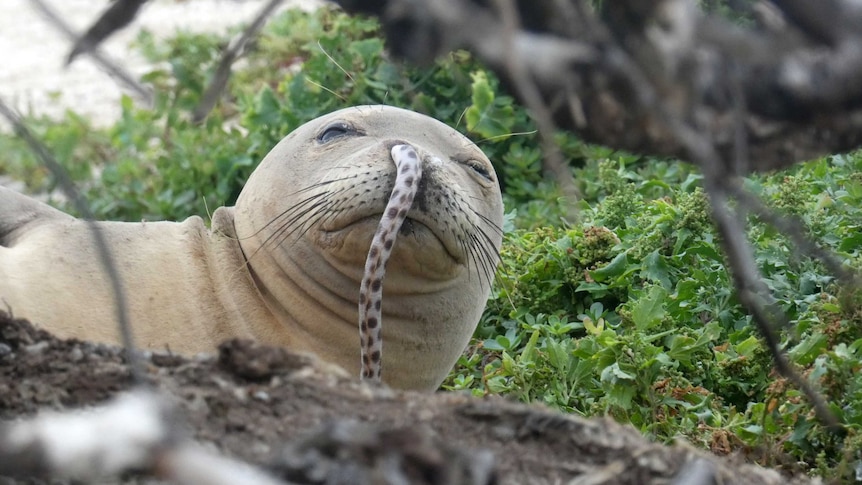A Hawaiian monk seal with an eel stuck up its nose.