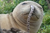 A Hawaiian monk seal with an eel stuck up its nose.