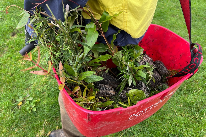 Small trees in a red bucket slung across a worker's shoulder.