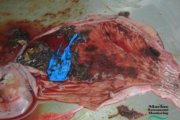 Fragments of a blue balloon inside an open red stomach of a turtle.