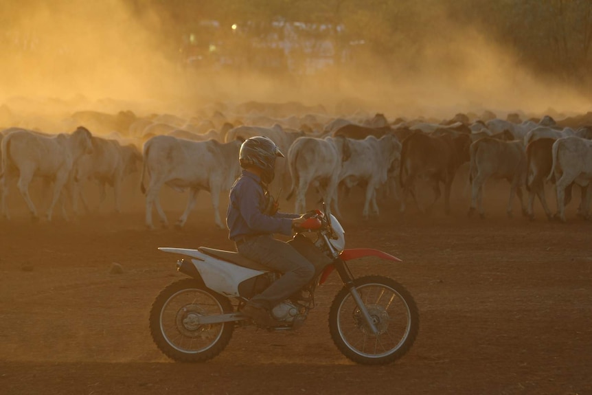 A herd of cattle with a guy on a motorbike