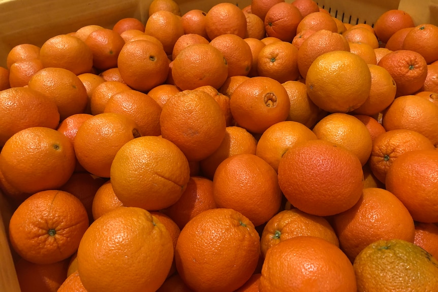A yellow bin full of navel oranges that are waiting to be packed into boxes 