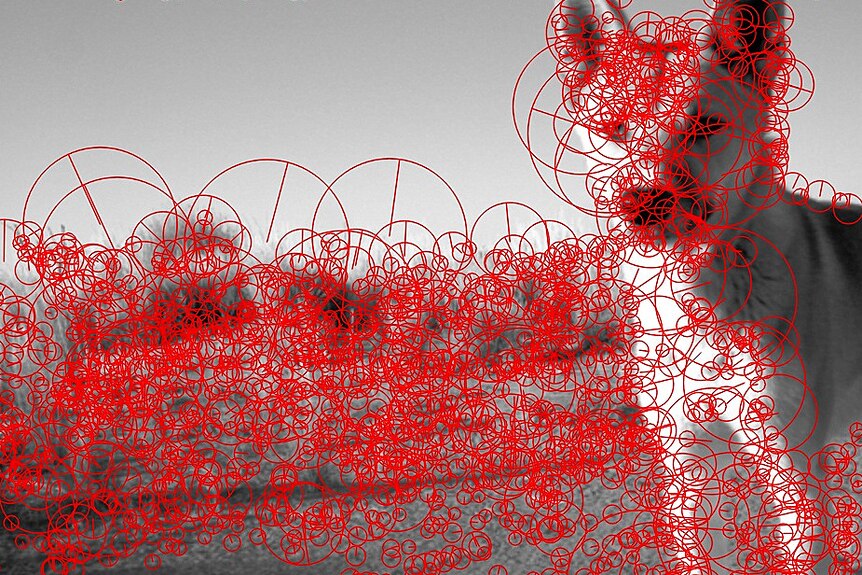 Interpretive image from a camera trap of a wild dog with recognition dot points the algorithm uses