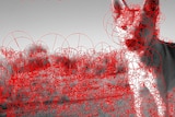 Interpretive image from a camera trap of a wild dog with recognition dot points the algorithm uses