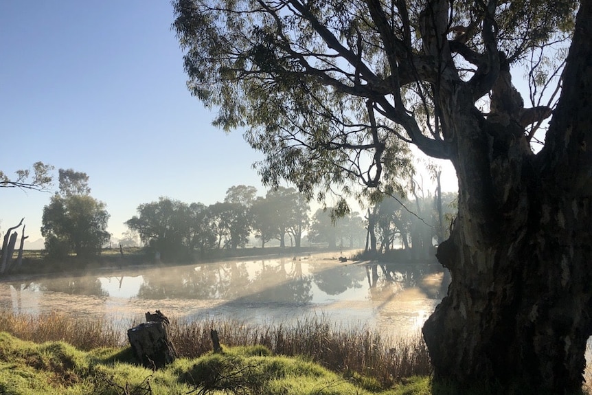 A peaceful creek, with a large tree on its banks.