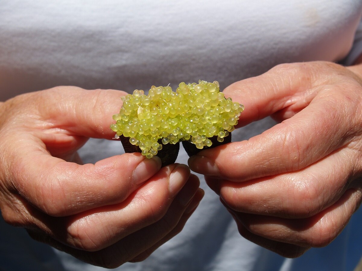 Margie Douglas breaks open a fresh finger lime to reveal the green lime 'caviar' pearls.