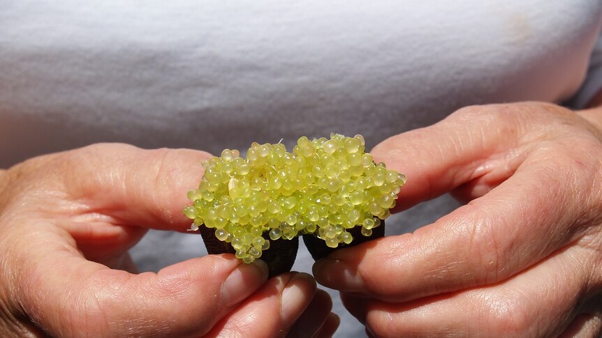 Margie Douglas breaks open a fresh finger lime to reveal the green lime 'caviar' pearls.