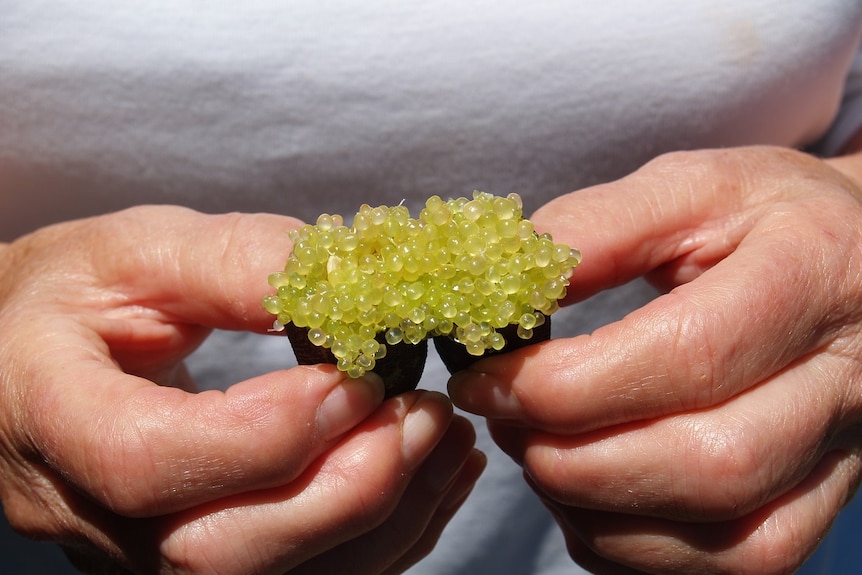 Margie Douglas breaks open a fresh finger lime to reveal the green lime 'caviar' pearls.