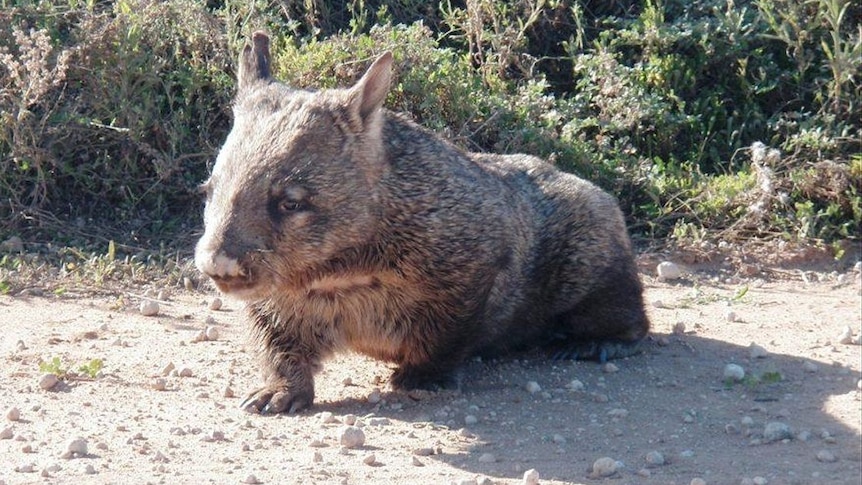 A wombat walks along near brushland