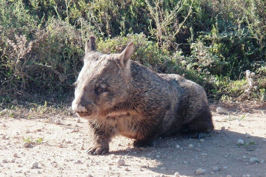 A wombat walks along near brushland