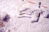 Skeleton