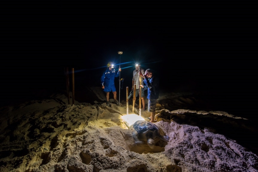 Queensland Parks and Wildlife Service staff watch over a turtle at night on Raine Island