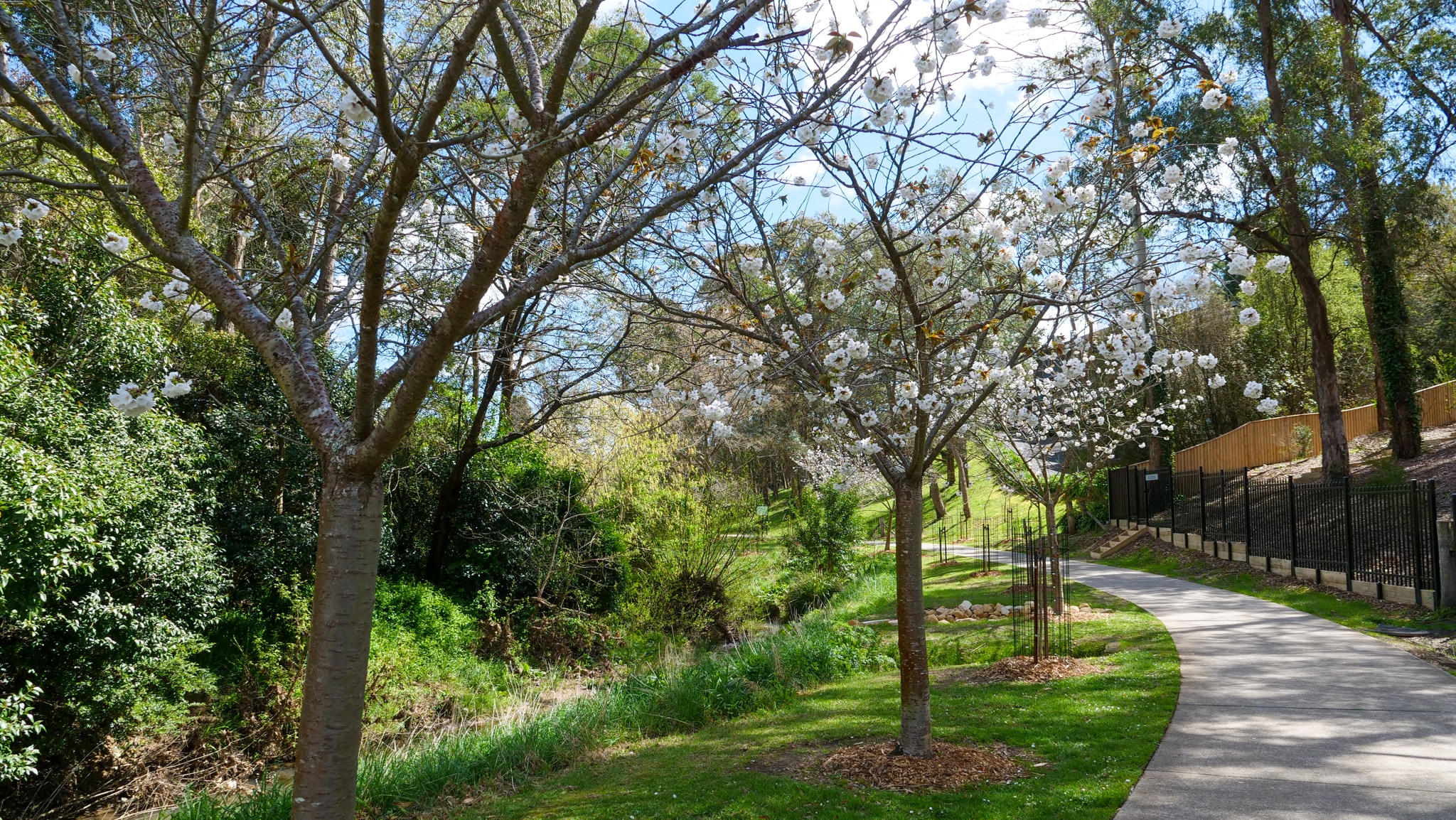 Race to save cherry blossom avenue dedicated to Vietnam vets