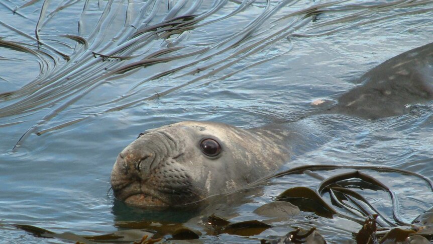 Elephant seal swims among southern bull kelp near sub-Antarctic Marion Island